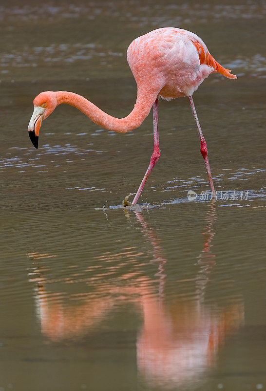 美洲火烈鸟(Phoenicopterus ruber)是一种大型火烈鸟，与大火烈鸟密切相关。厄瓜多尔;加拉帕戈斯群岛;加拉帕戈斯群岛国家公园。蓬塔鸬鹚，佛罗里达岛。